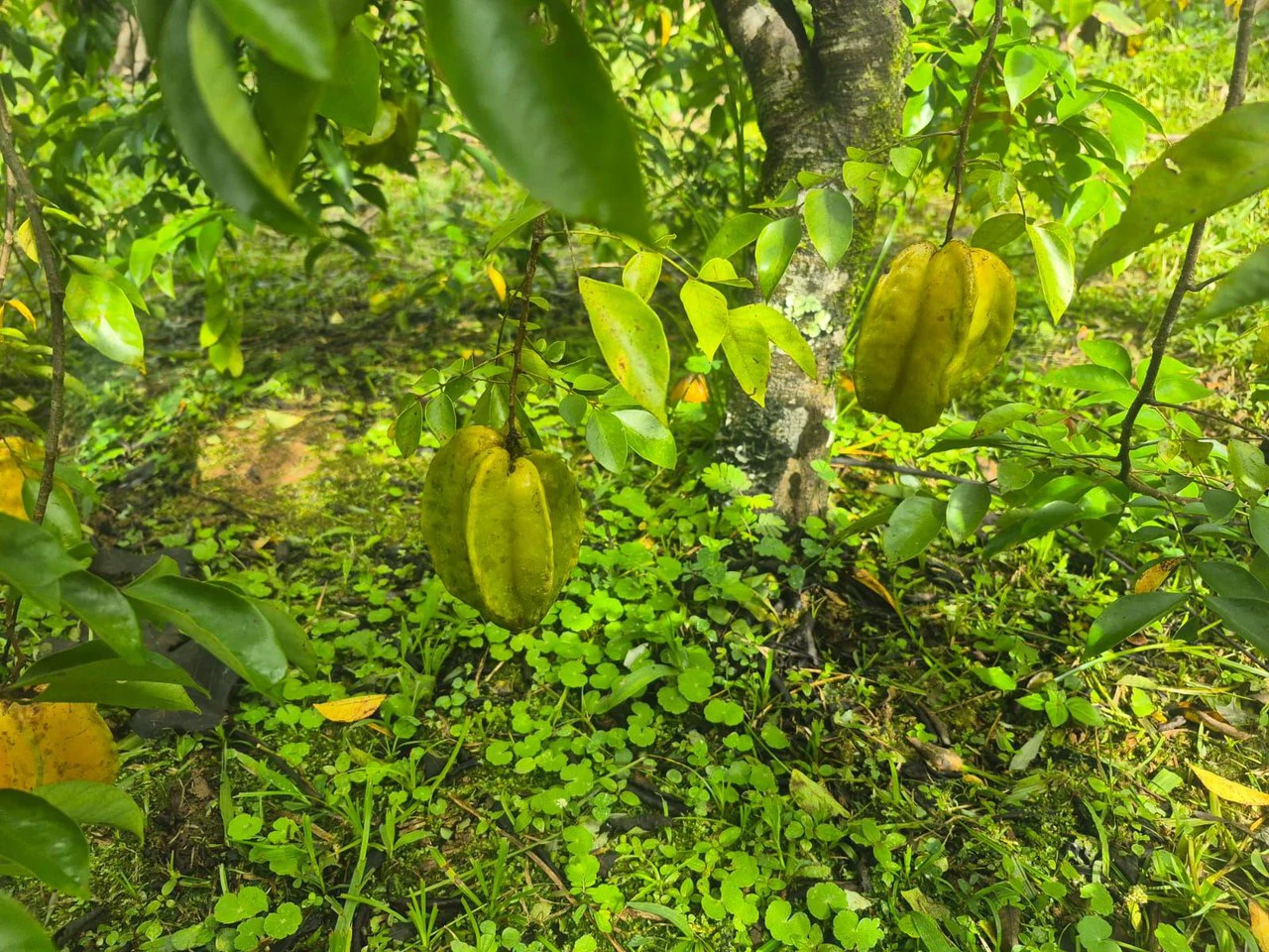 Propiedad en San Blas: Mountain Agricultural Land For Sale in La Linda General Viejo - Gallery image 19