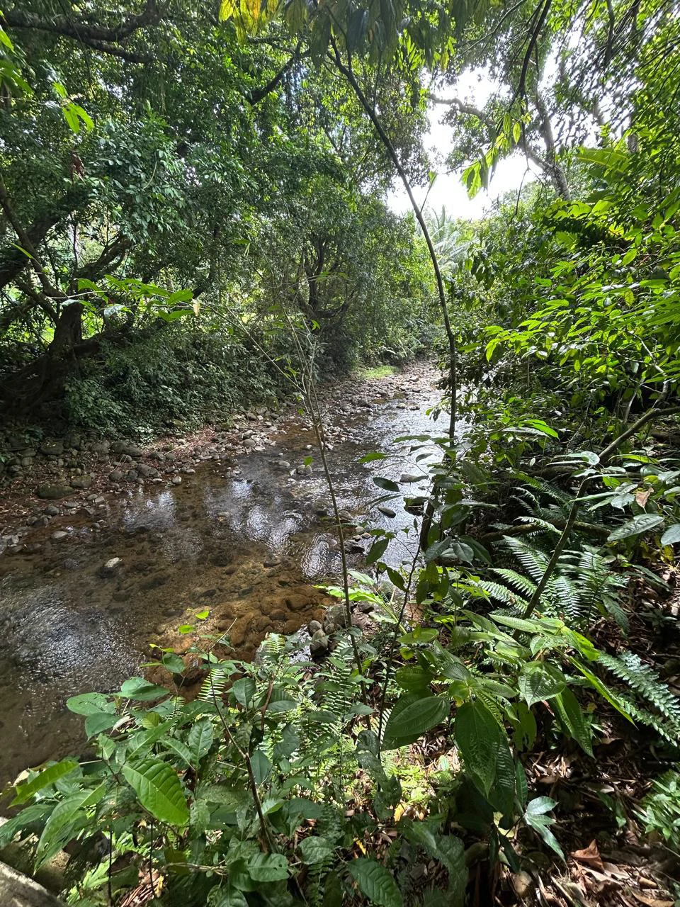 Hatillo Breeze, 2 Bedroom Home on 1,311m2 of usable land and year round creek!: House For Sale in Hatillo - Gallery image 30