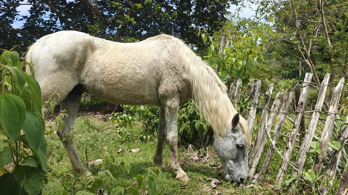 ID 945: 1 Hectare Food Production Estate with 200 sqm Private Pool and Livestock in San Miguel - Gallery image 9