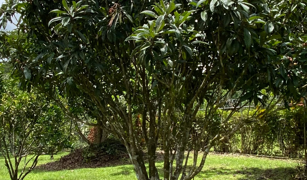 1.9 ACRES – Very Usable Flat Land Divided By An Across Running Creek, Tons Of Fruit Trees Plus Woods In The Back!!! - Gallery image 19