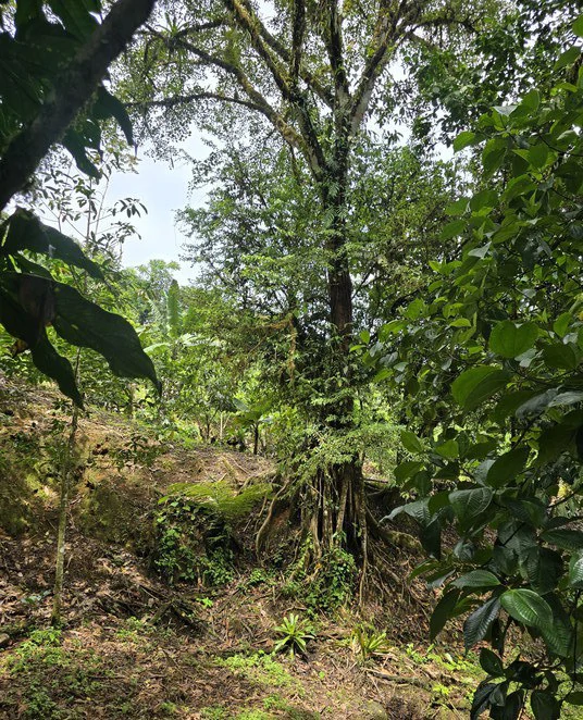 Mountain and Countryside Agricultural Land For Sale in San Isidro del General - Gallery image 5