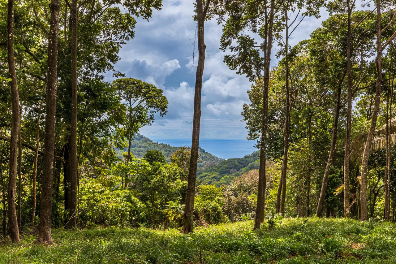 Rare 86-Acre Ocean View Estate Bordering Hacienda Barú – A Unique Opportunity for Conservation and Development - Gallery image 6