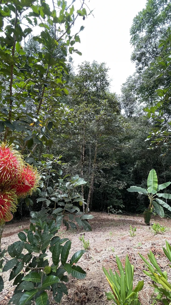 HALF ACRE LOT IN PLATANILLO, MINUTES TO THE BEACH OF DOMINICAL - Gallery image 4