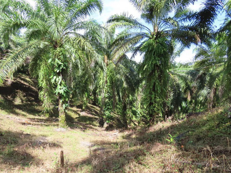 Palm Farm with Ocean View, Ideal for Ecotourism or Residential Development - Gallery image 12