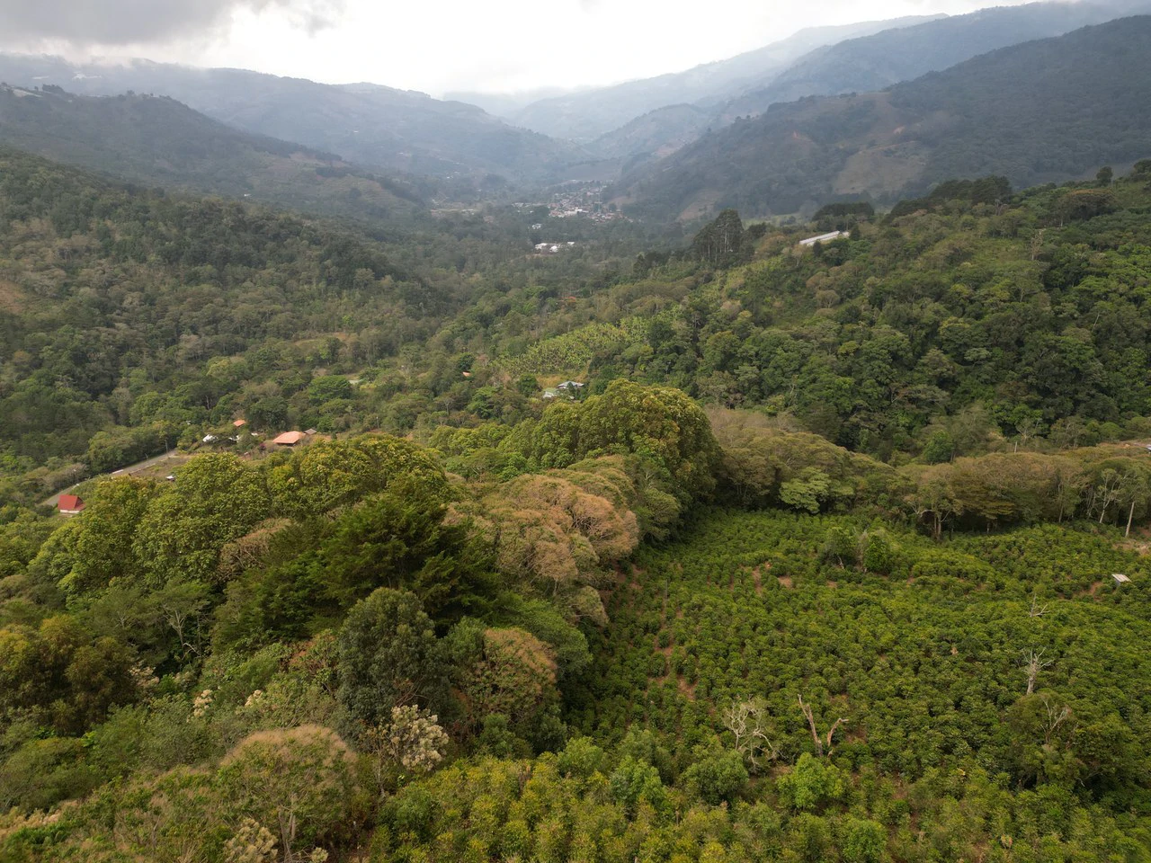 Copey Dota: Coffe farm for Sale in Copey de Dota - Gallery image 2
