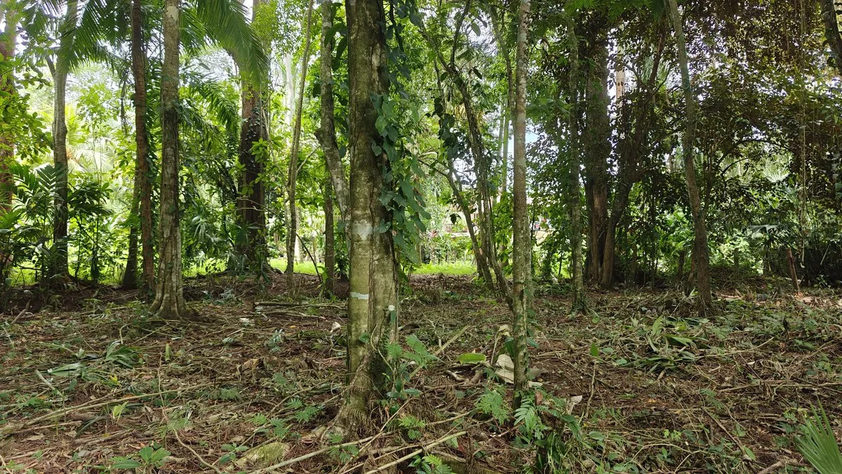 ID 948:: Titled 1259 sqm Lot - 600 Meters From Cahuita National Park - Gallery image 4