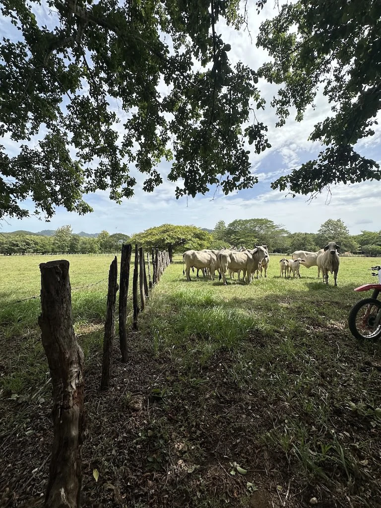 Finca La Fabiola: 4-Hectare Property in Santa Cruz, Guanacaste - photo 4