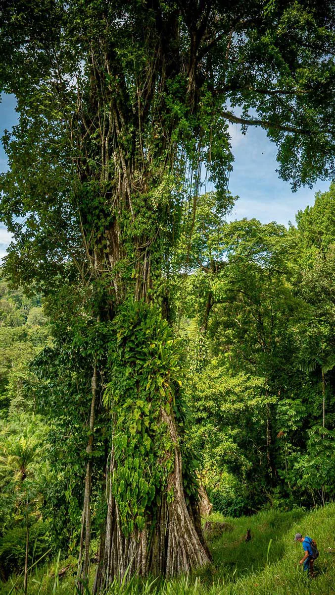 Rincon Massive Acreage and Gulf of Dulce Views - Gallery image 19