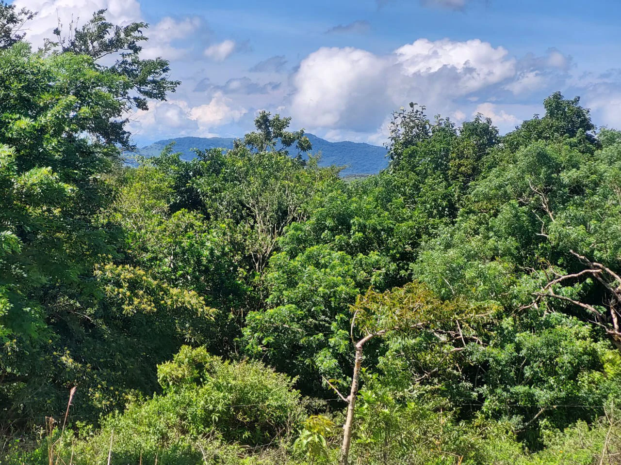 FINCA LA TEJONA - Gallery image 8