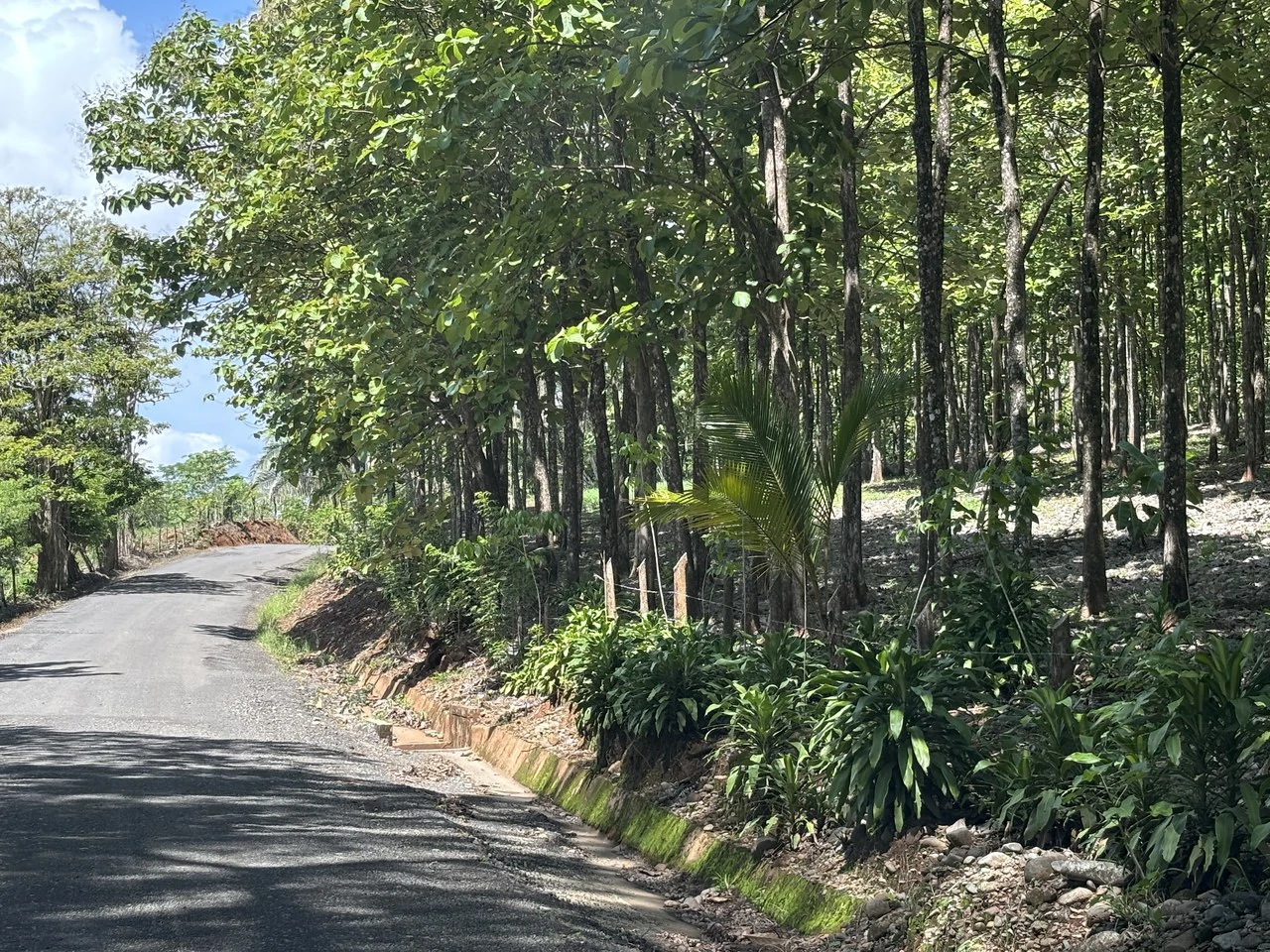 7-Hectare Farm with Teak Plantation, Existing Home & Eco-Development Potential Near Parrita, Costa Rica - Gallery image 19