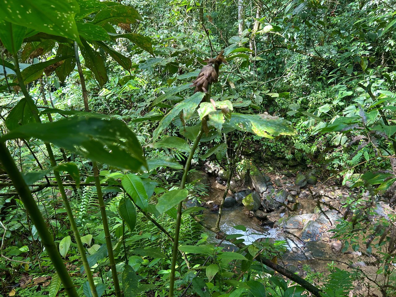 Selva Vista Estate: 5.9 Acres of Wild Beauty - Gallery image 22