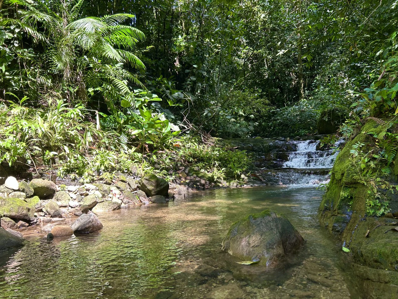 Selva Vista Estate: 5.9 Acres of Wild Beauty - Gallery image 26