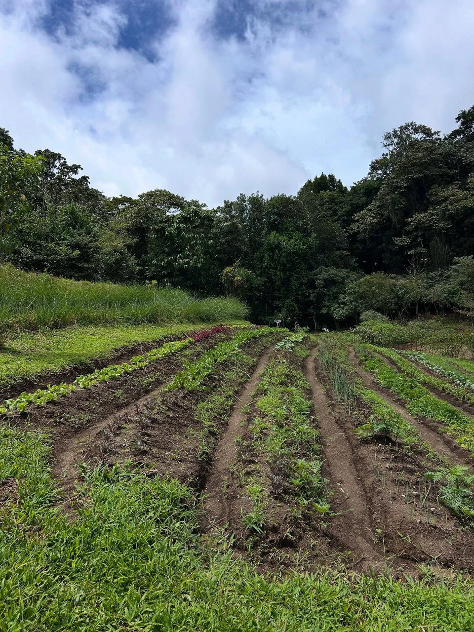 NATURES BOUNTY - Certified Organic Farm - Gallery image 28