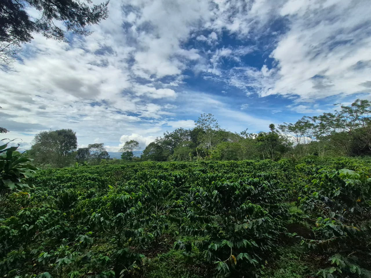 Countryside Home Construction Site For Sale in Santa Elena de San Isidro - Gallery image 11