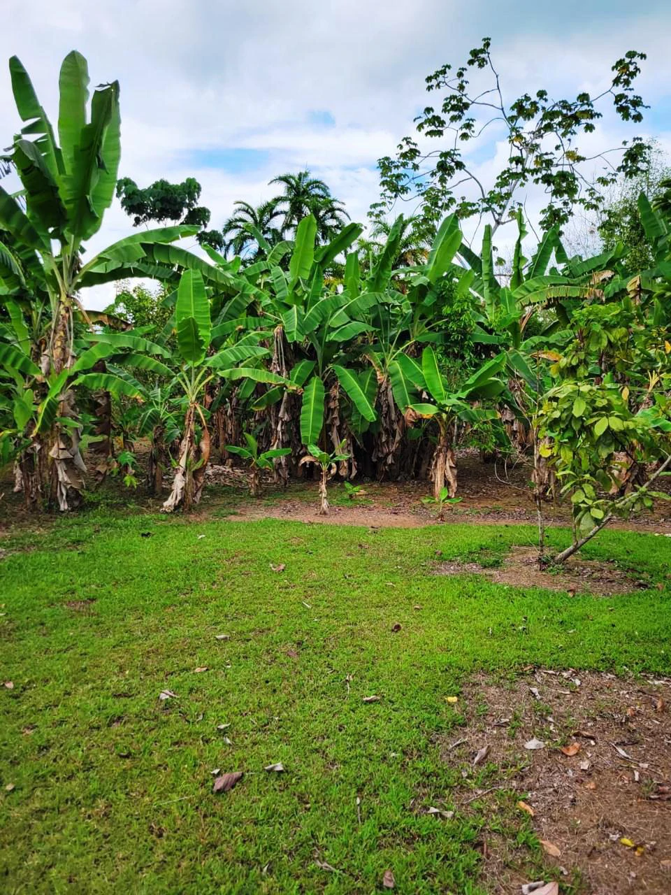 Tropical Fruit Farm in Playa Cañaza Build Your Dream Home in Paradise - Gallery image 19
