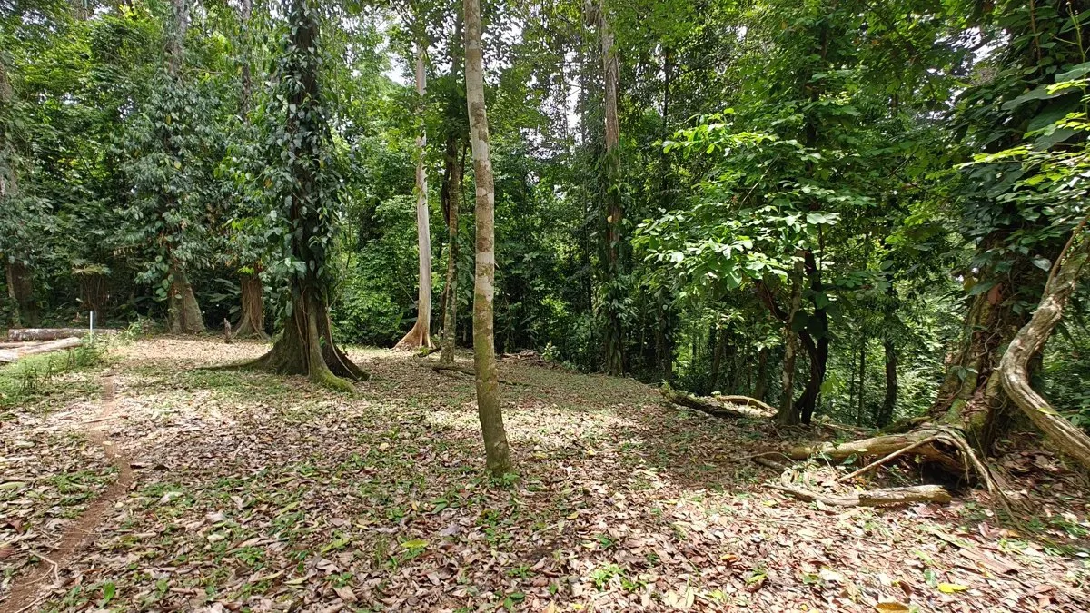 ID 1121: 1,979m² Titled Lot - Last Available Lot in Punta Uva Hills - Near Punta Uva Beach - photo 11