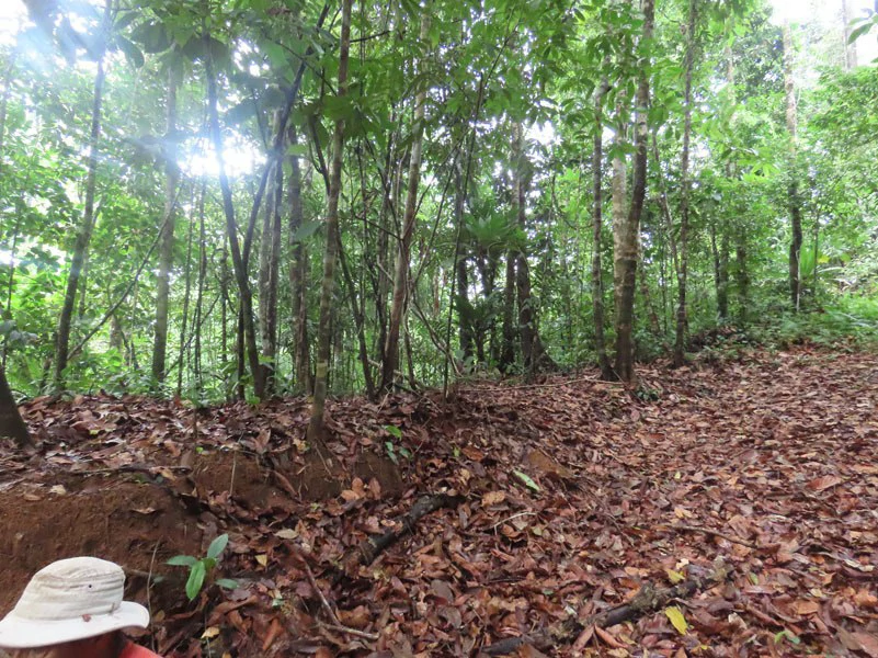 34-Acres of Forest For Sale in Riyito de Puerto Jimenez - Gallery image 17