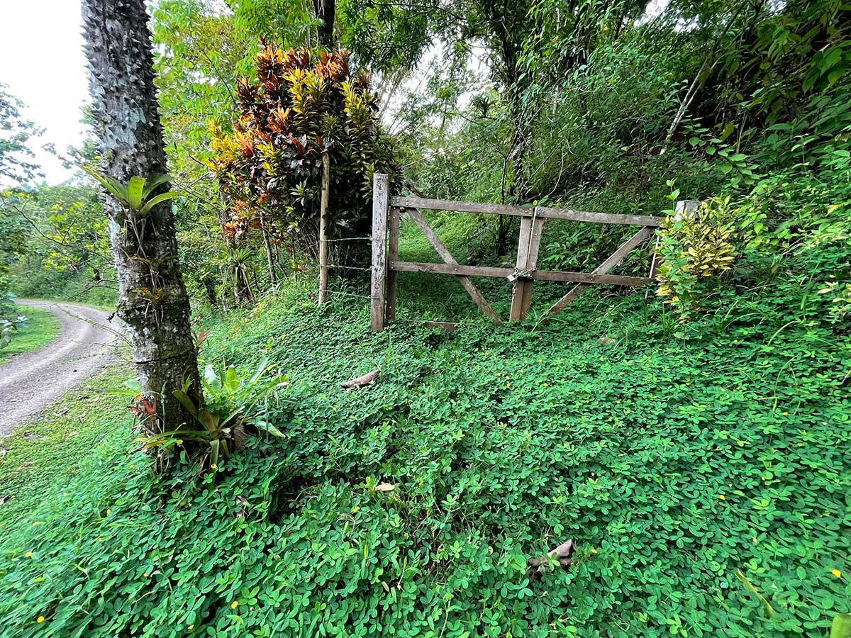 ID 4167: Investment Opportunity: 8-Acre Reforested Mountain Finca in Puriscal - Gallery image 23