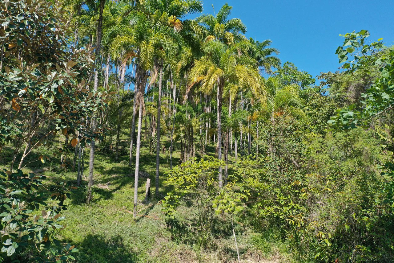 8 Acre Riverfront Sanctuary in San Pedrito Pérez Zeledón - Gallery image 12