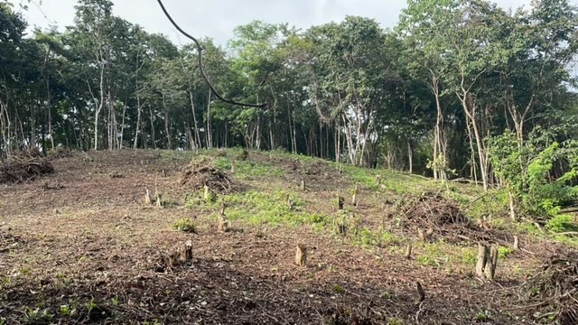 Beautiful Property for Sale in the Mountains of San Juanillo – Prime Land with Building Potential Just 10 Minutes from the Ocean - Gallery image 22