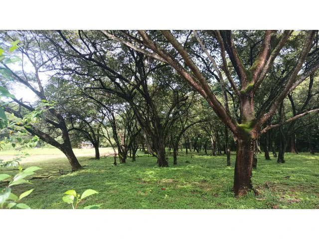 Tamarindo horse farm with two houses, a barn in the best natural setting - Gallery image 2