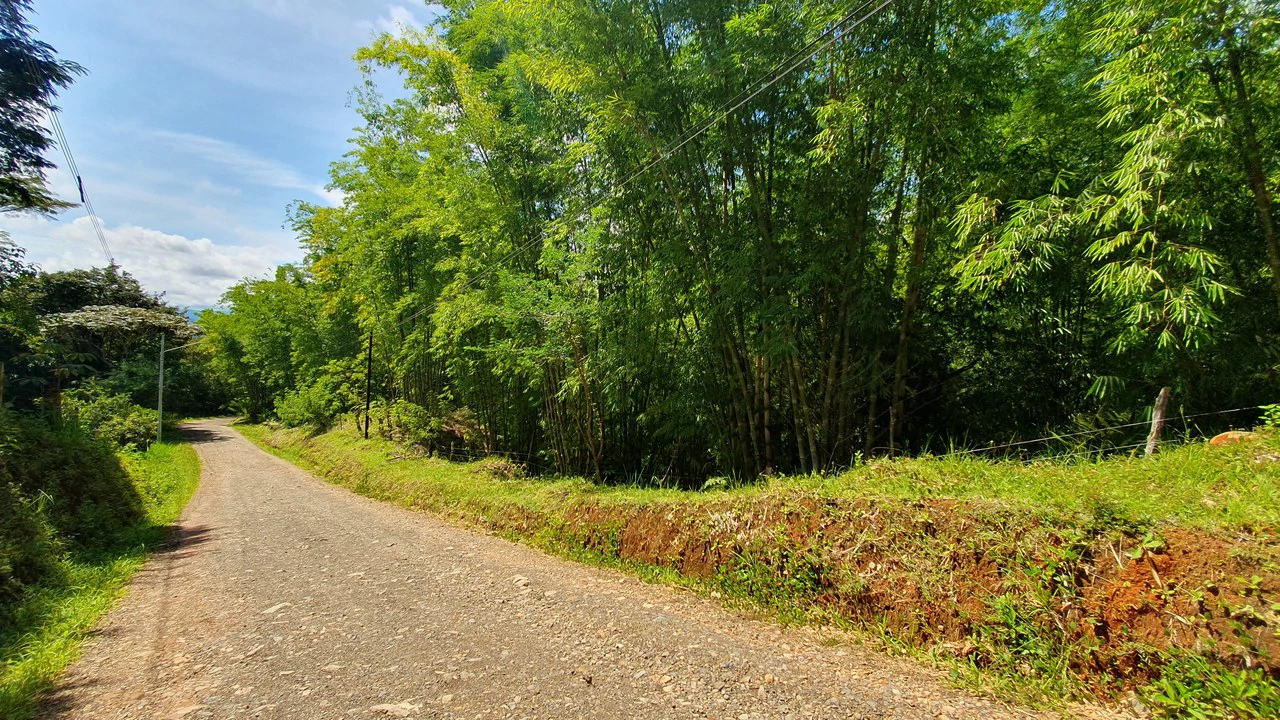 Property #2 with Bamboo Plantation, Development Opportunity (Residential, Hotel, and Industrial). - Gallery image 2