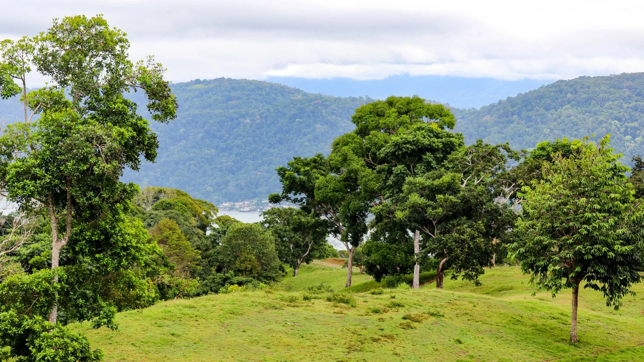 Unique Development Property Overlooking the Pristine Golfito Bay and Golfo Dulce - Gallery image 8