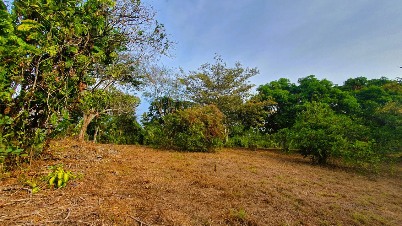 FRUIT TREE PROPERTY FOR SALE: Home Construction Site For Sale in San Isidro del General - Gallery image 24