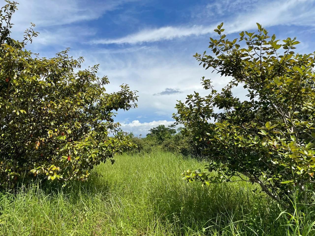 Airport Liberia Top commercial location huge property for sale - Gallery image 36