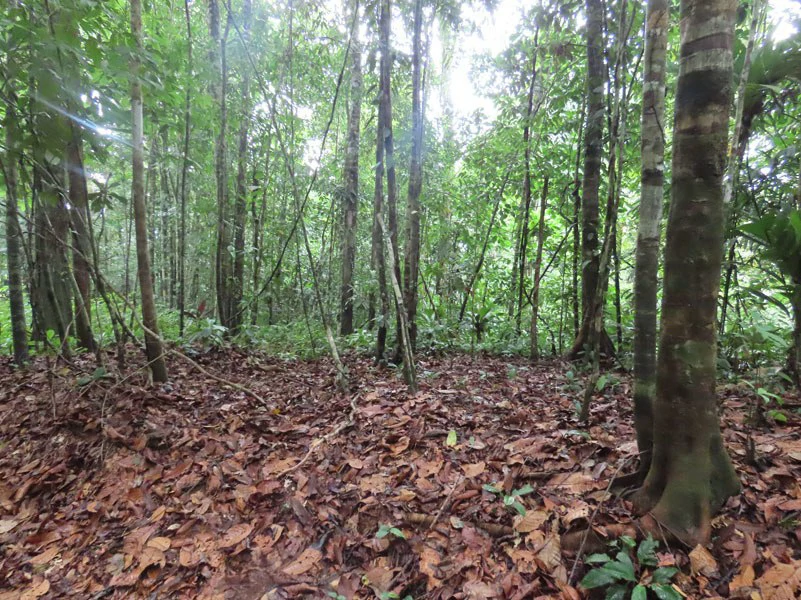 34-Acres of Forest For Sale in Riyito de Puerto Jimenez - Gallery image 20