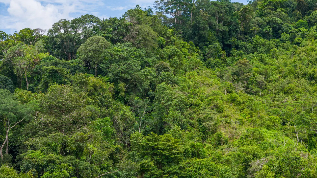 Costa Rican Gem with Conservation Potential: Preserve 26 Acres of Pristine Land - Gallery image 16