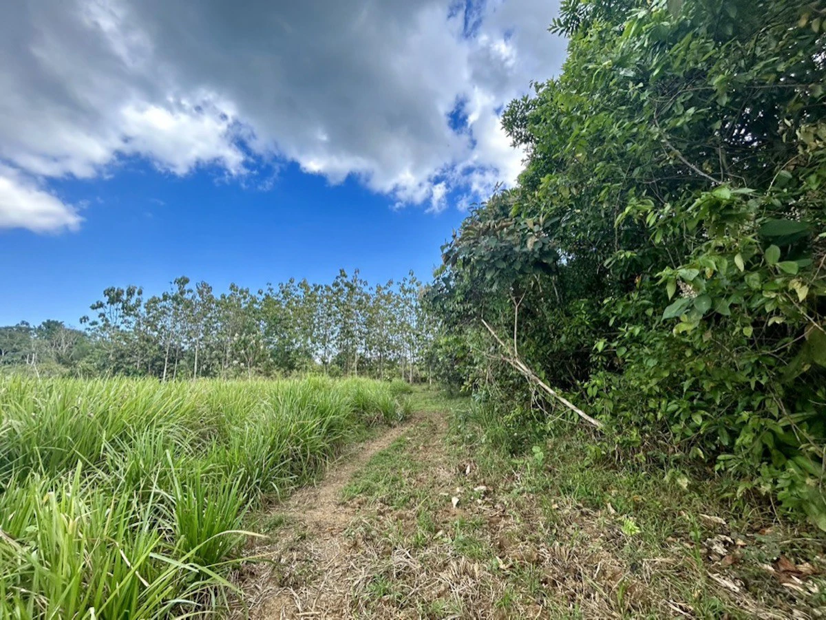2.4 Acres Building Lot in Osa Peninsula - Gallery image 7