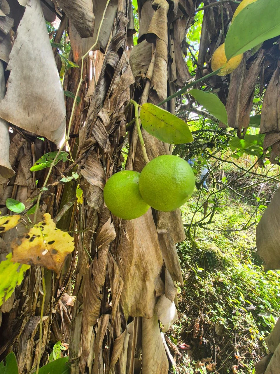 Propiedad en San Blas: Mountain Agricultural Land For Sale in La Linda General Viejo - Gallery image 10