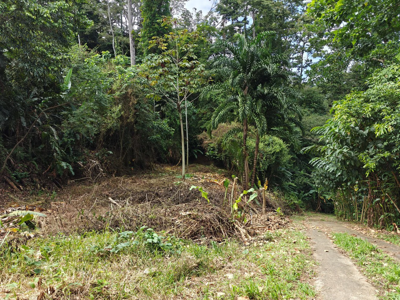 Mountain-Edge Sanctuary with Private Waterfall: 3 Titled Jungle Lots with Platforms, Waterfall, and Income Potential - Gallery image 21