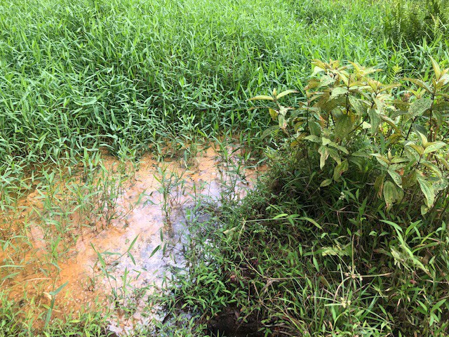 Cold & Hot springs surrounded by an overgrown farm, taken back by nature - Gallery image 28