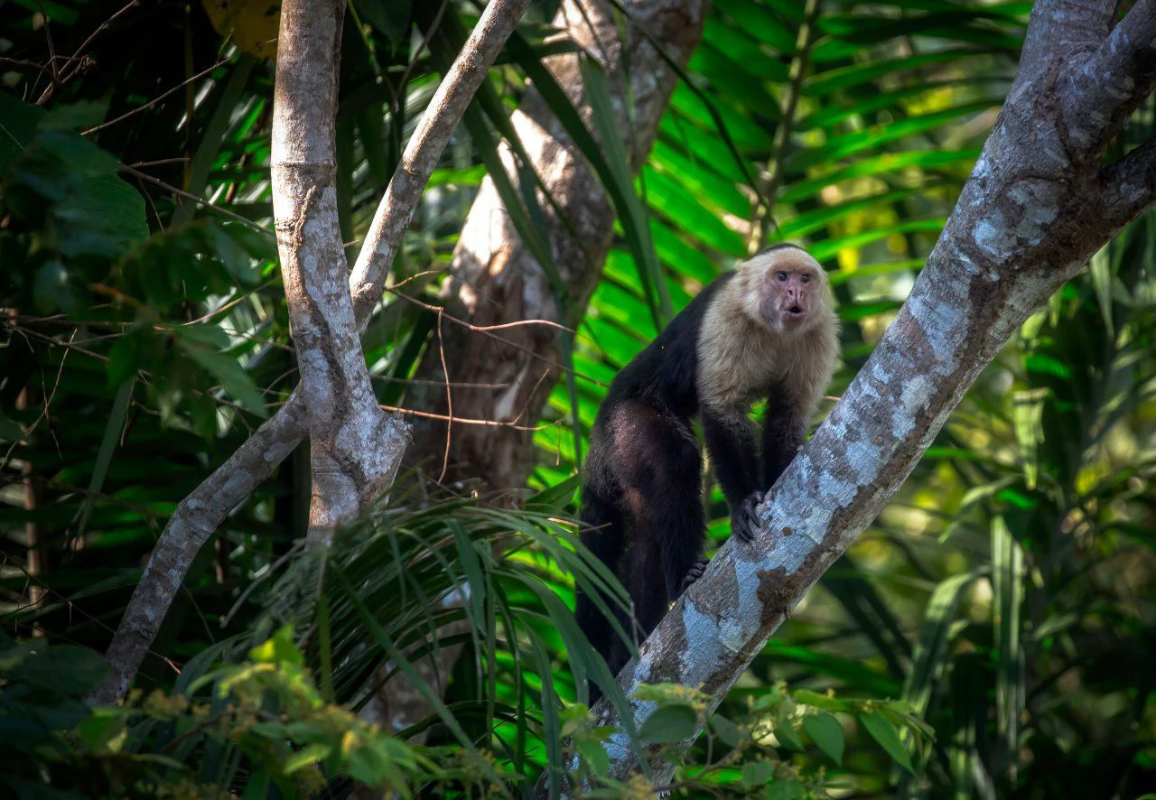 Playa Hermosa Oceanfront Lot 07: Amazing beach front lots for sale in Playa Hermosa in one of the most luxurious and private beach communities in Costa Rica! - Gallery image 33