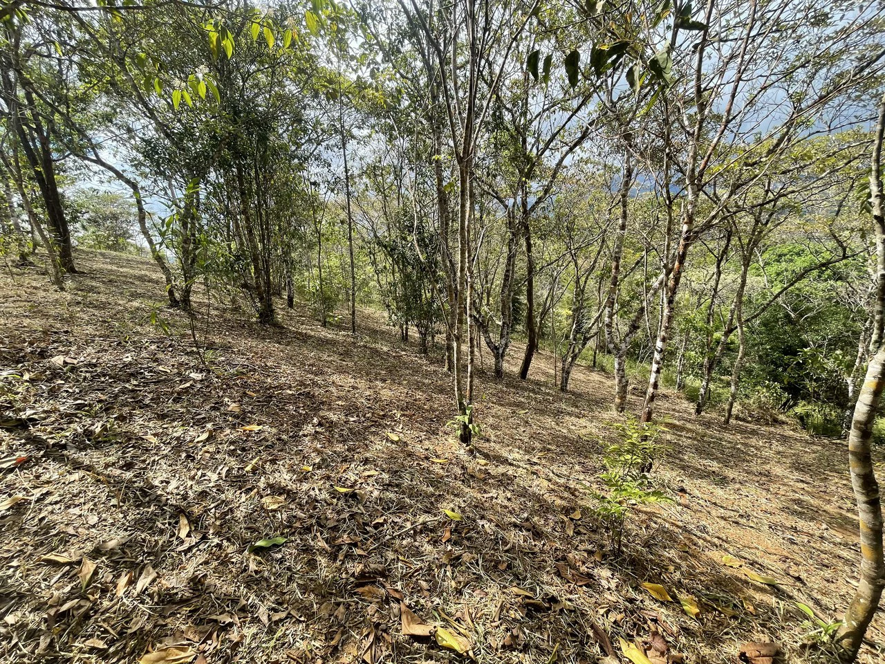 Elevated Two and a Half Acres with Cool Breeze in San Isidro del General - Gallery image 18