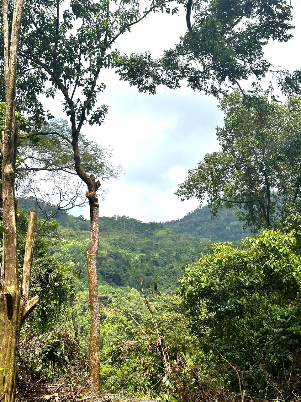 Mountain View Building Lot in Prestigious Gated Community With Private Waterfall & Two Building Sites: Mountain Home Construction Site For Sale in Portalon