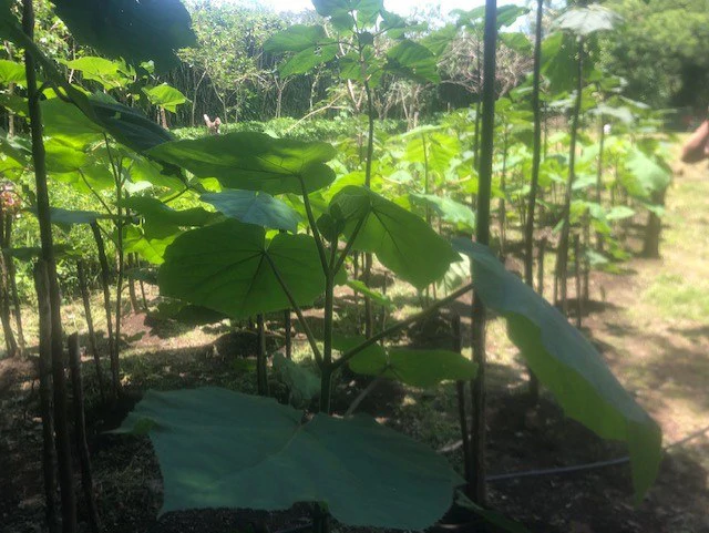 Coffee Farm in Monteverde is a full working Business - Gallery image 27