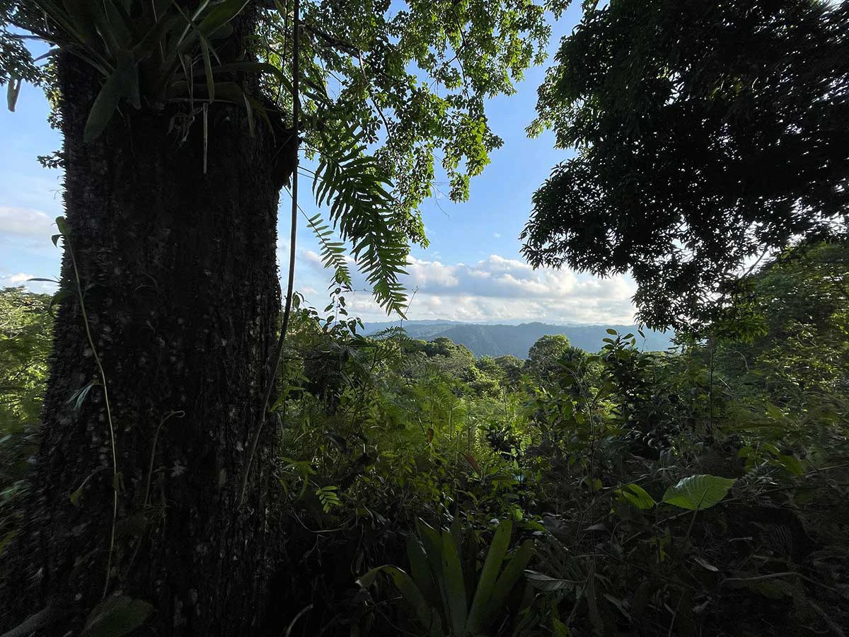 ID 4167: Investment Opportunity: 8-Acre Reforested Mountain Finca in Puriscal - Gallery image 3
