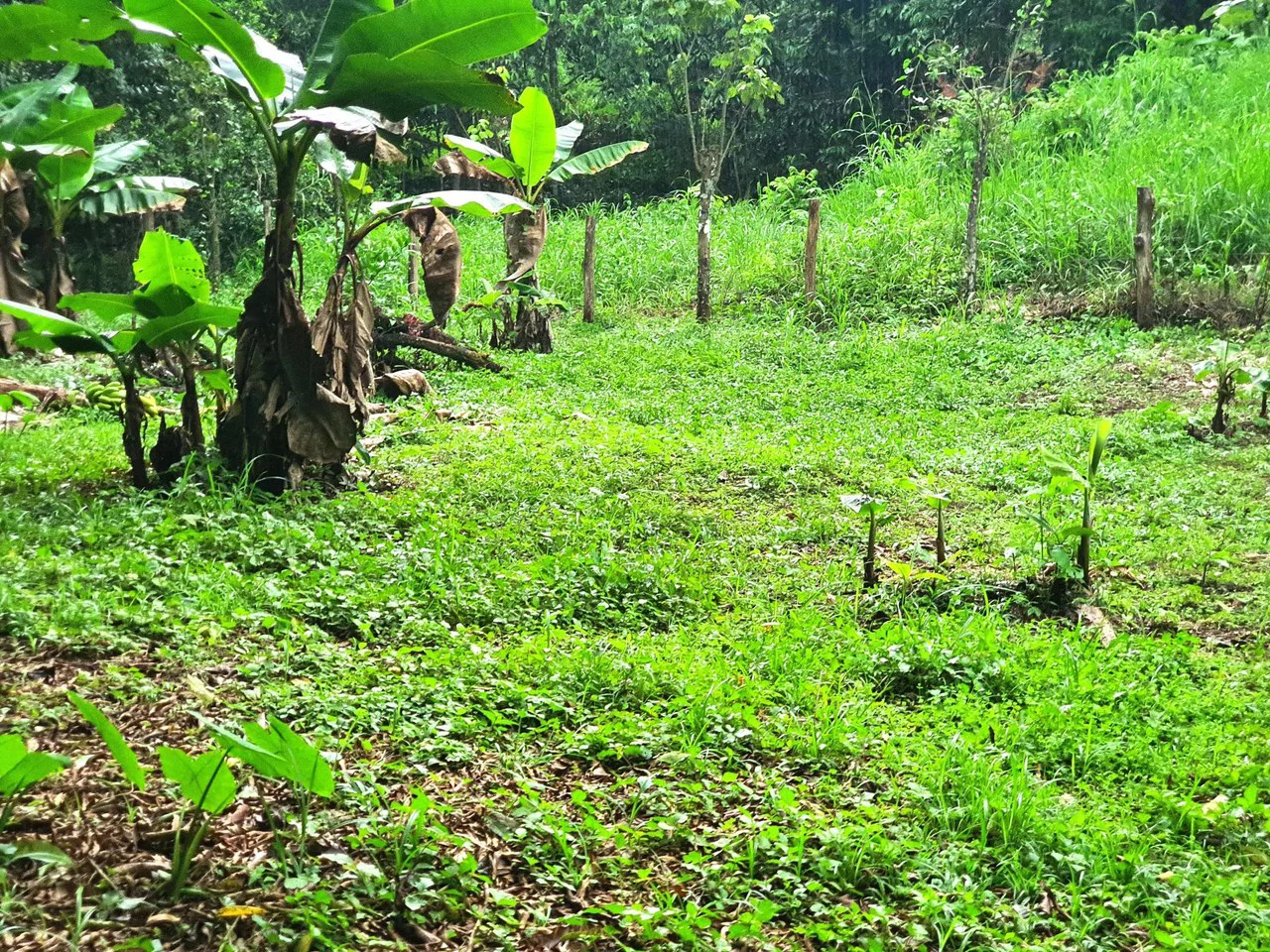 Land in Bijagual with a river crossing the property! - Gallery image 2