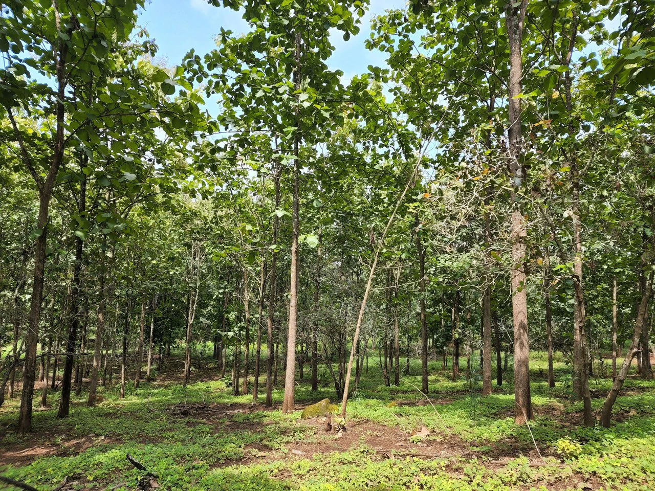 INVEST IN A TEAK PLANTATION FOR 25 YEARS - Gallery image 30