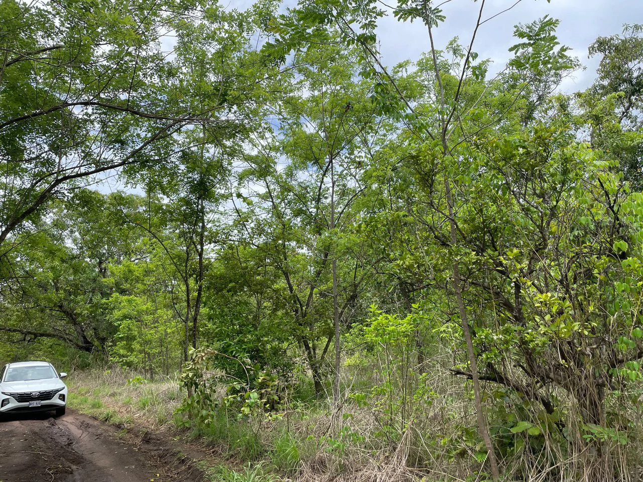 Beautiful private Mango farm and river frontage in Irigaray, 15 minutes from Liberia - Gallery image 5