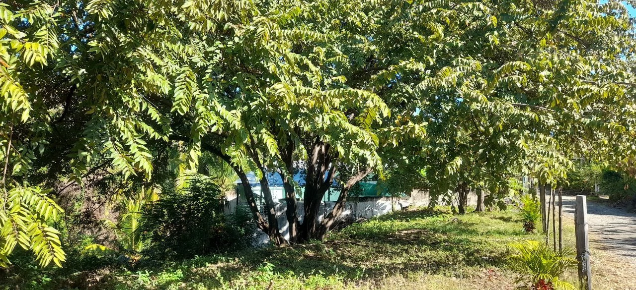 Playa Carrillo Lot: 200 meters to Playa Carrillo - Gallery image 9