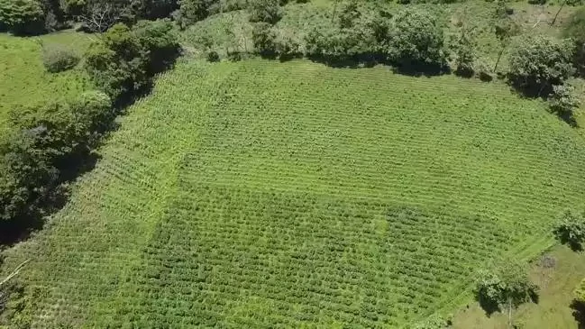 The farm is sold in Alajuela - Gallery image 10