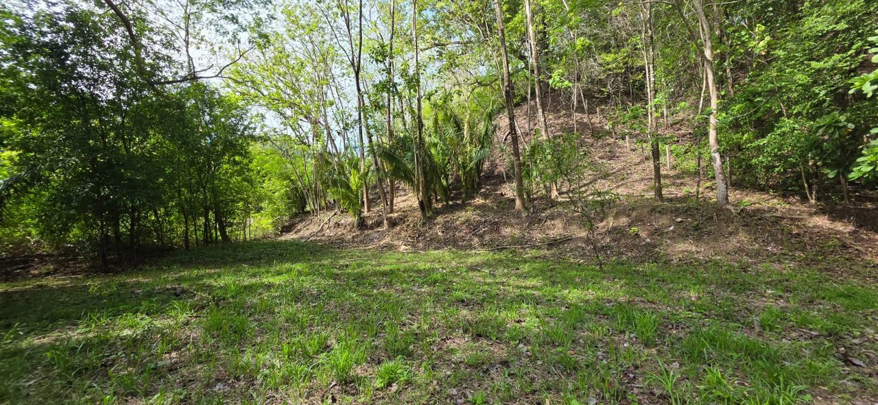 Lote Ceiba: Beautiful Peaceful Lot Near Barrigona Beach