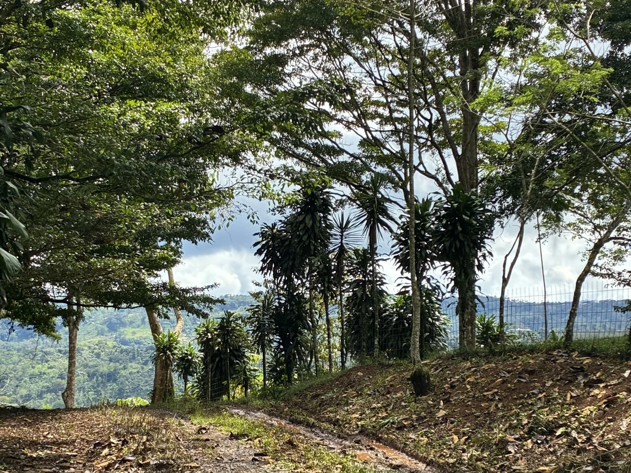 Building Lot 2O minutes from San Isidro with Fruit Trees and Views - Gallery image 7