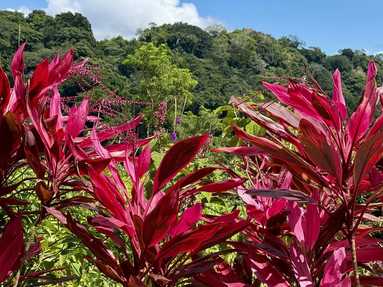 CASA DE LAPAS - OCEAN VIEW: Could you live at the Top of a Mountain in Costa Rica?  Because.... now you can!  Billion dollar views for only $1 Million USD. - Gallery image 5