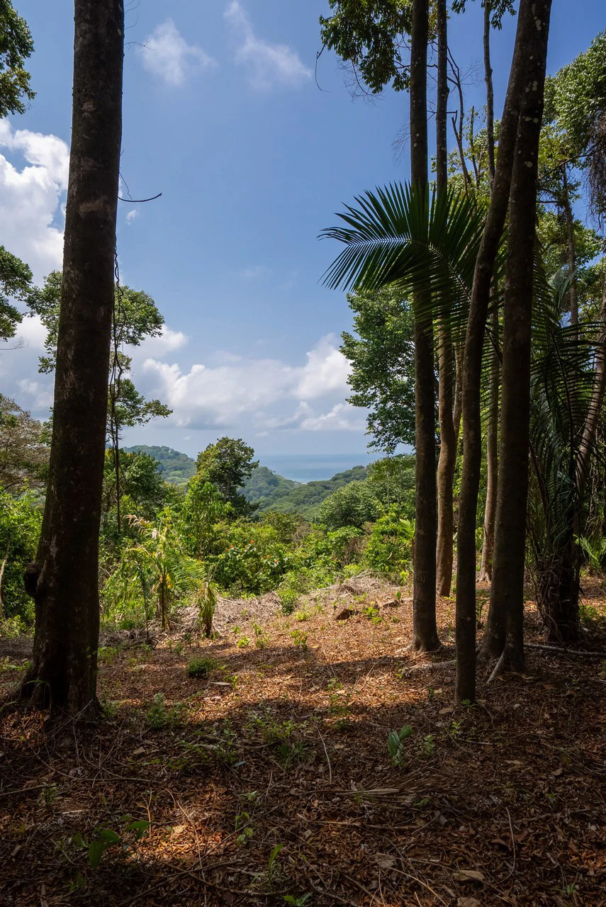 Rare 86-Acre Ocean View Estate Bordering Hacienda Barú – A Unique Opportunity for Conservation and Development - Gallery image 40