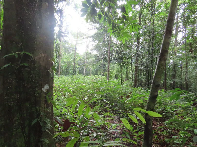 34-Acres of Forest For Sale in Riyito de Puerto Jimenez - Gallery image 10